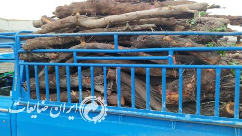 خرید انواع چوب و درخت