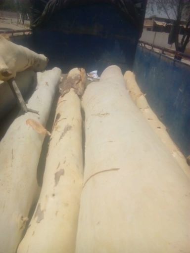 خرید انواع چوب و درخت