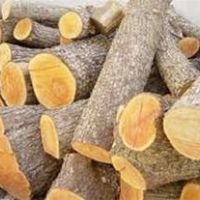 فروش ۱۰۰تن چوب چنار ازقطر۲۵سانتی متر به بالاتر