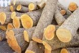 فروش ۱۰۰تن چوب چنار ازقطر۲۵سانتی متر به بالاتر