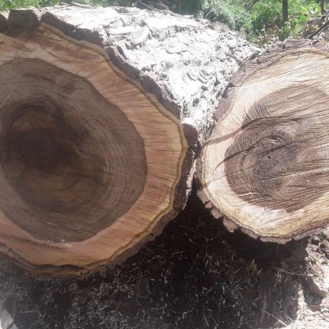 انواع چوب و درخت