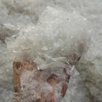 خرید نایلون زنده