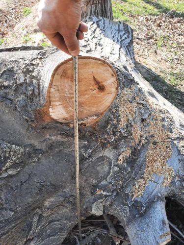 چوب گردو قطر 5 تا 50 سانت هیزمی و صنعتی