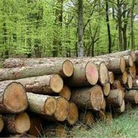 خریدار چوب از همه ایران