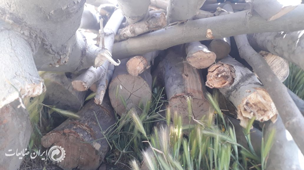 فروش چوب صنعتی گردو سرشاخه  چنار ذغالی..
