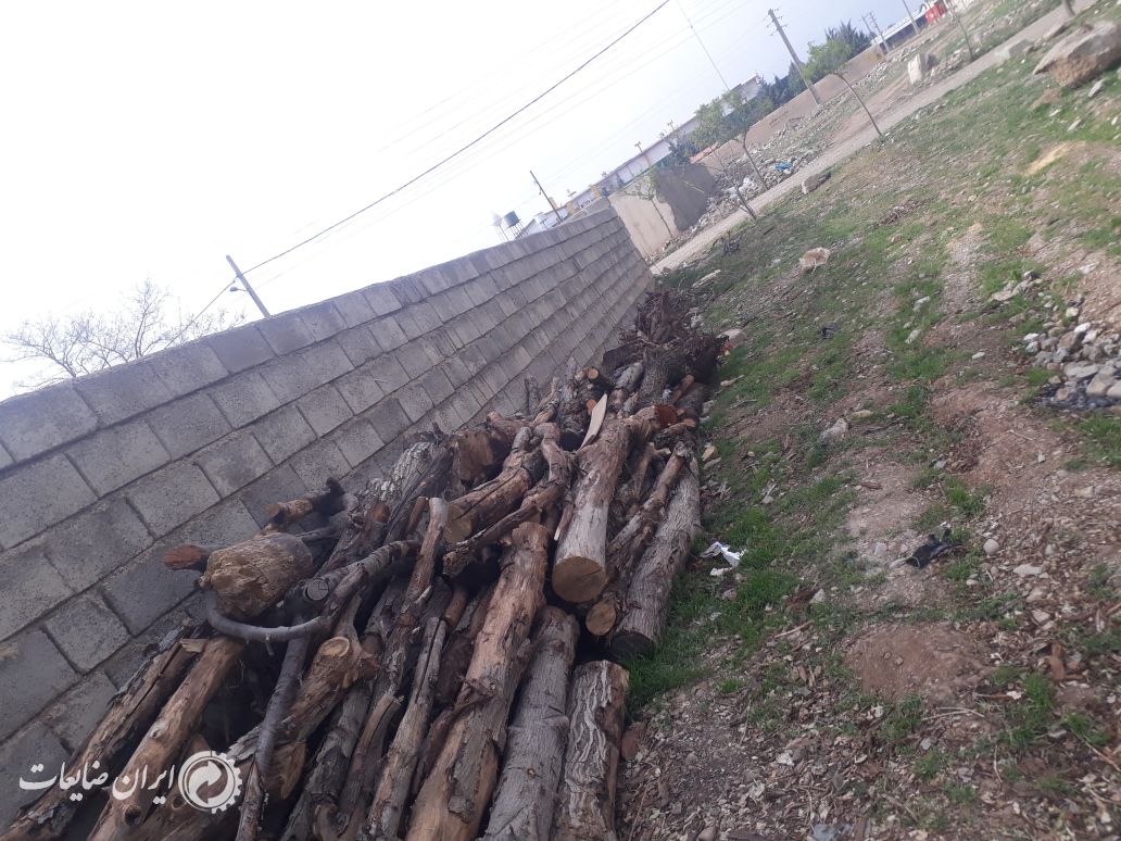 فروش چوب صنعتی گردو سرشاخه  چنار ذغالی..