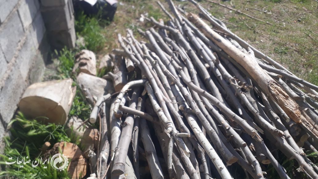 فروش چوب صنعتی گردو سرشاخه  چنار ذغالی..