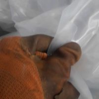 خرید نایلون دور پالتی