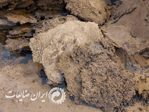 فروش خرسک ۵۰ تن