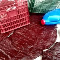 فروش قلمبه گونی