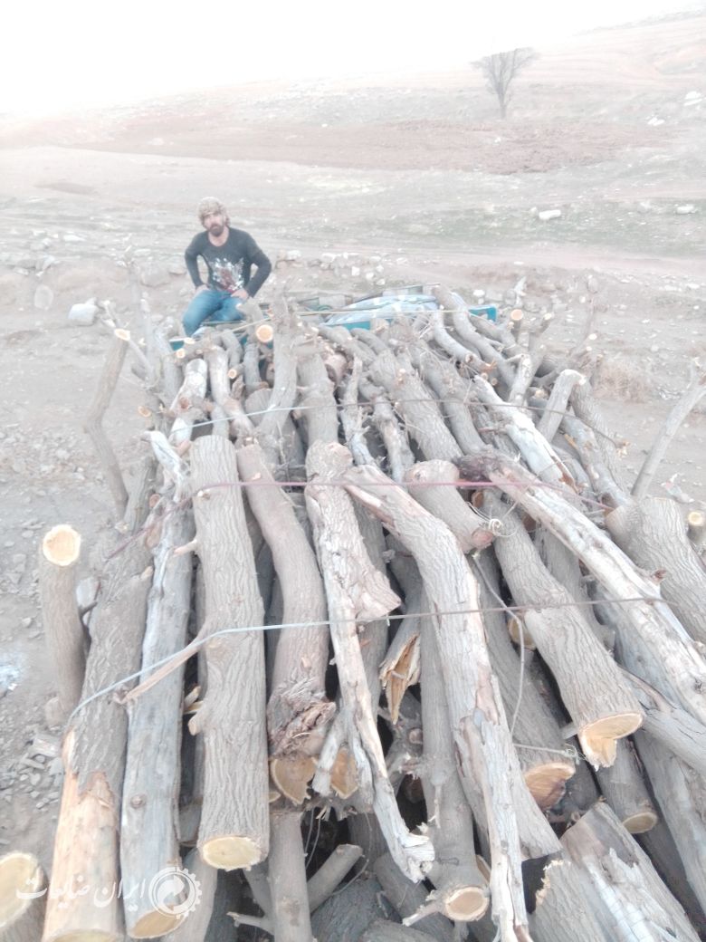 خرید چوب ضایعاتی درخت