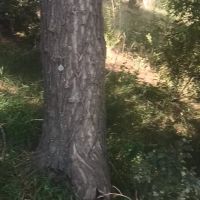 فروش درخت سر پا