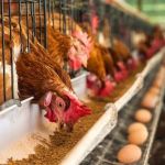 خریدار قفس مرغ تخمگذار