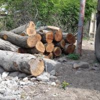 خریدار چوب (انواع درخت ) چنار ، تبریزی ، میوه ای و ...