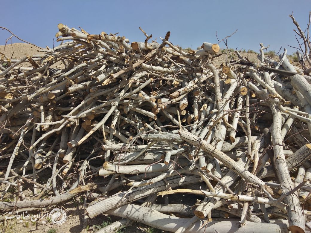 خرید عمده چوب هیزمی در سراسر ایران
