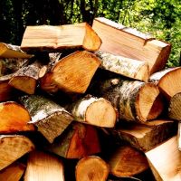 خریدار انواع چوب باغی و جنگلی