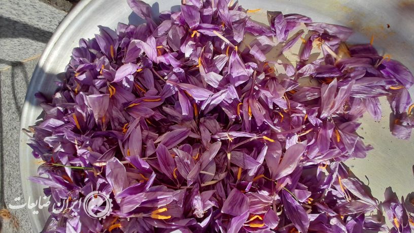 فروش ضایعات گل زعفران