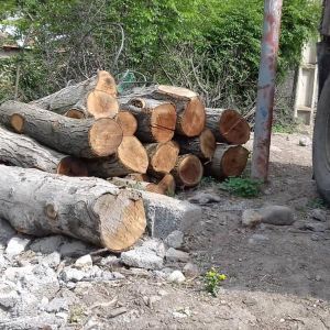 خرید چوب (انواع درخت) تنه درخت با قطر بالای ۱۵ سانت