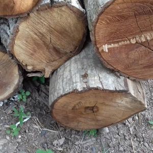 خرید چوب (انواع درخت) تنه درخت با قطر بالای ۱۵ سانت