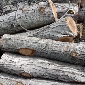 خرید چوب (انواع درخت) تنه درخت با قطر بالای ۱۵ سانت