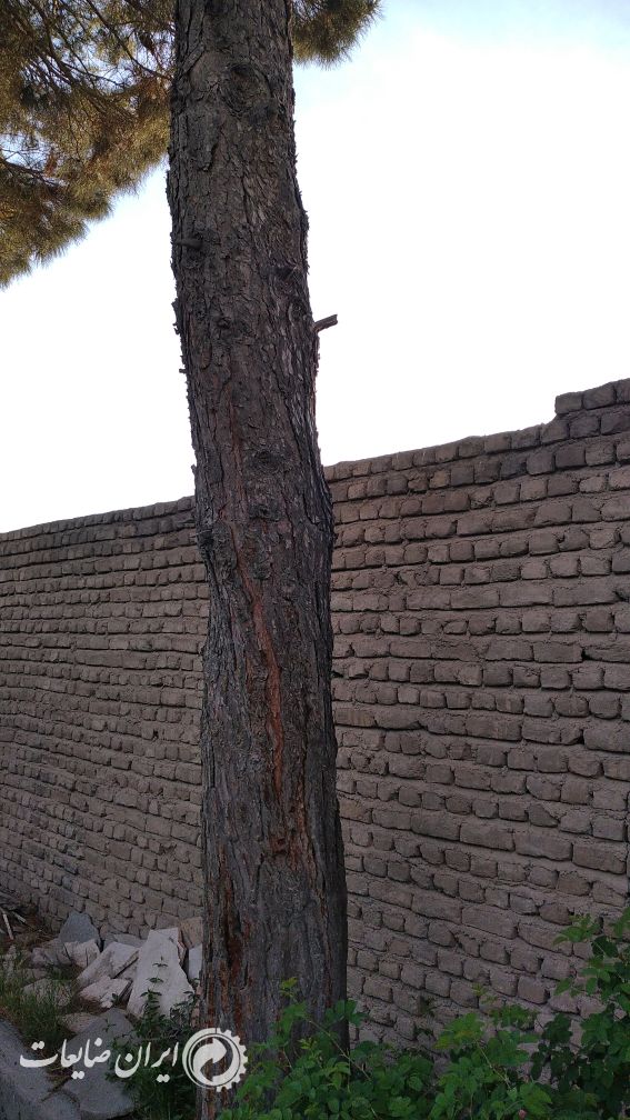 فروش چوب کاج