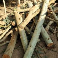 فروش چوب اکالیپتوس قطر8 تا20