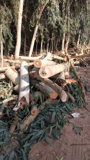 فروش چوب اکالیپتوس قطر8 تا20