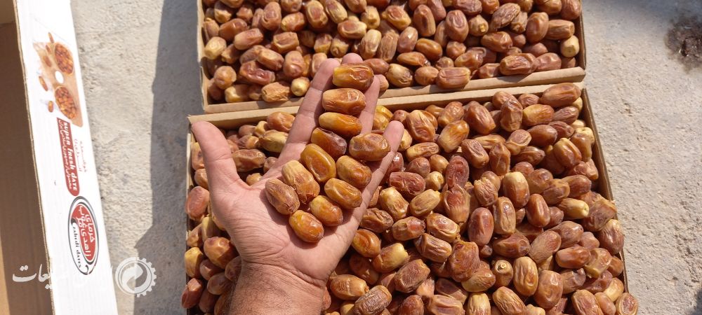 ضایعات خرما لواشکی و شیره دار در استان فارس
