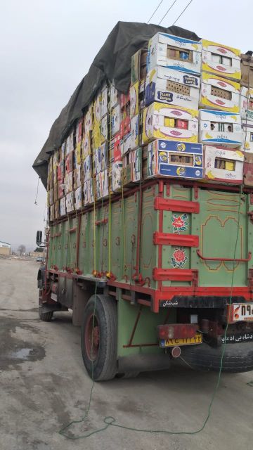 فروش کارتن موزی بزرگ کوچک کلی و جزئی