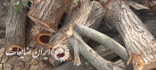 برشکاری و خرید چوب درخت