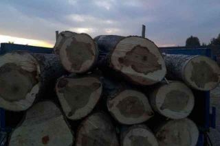 خرید چوب و ضایعات باغی