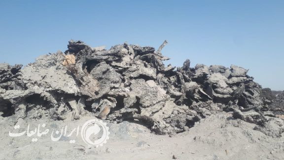 فروش خرسک درجه یک و عالی