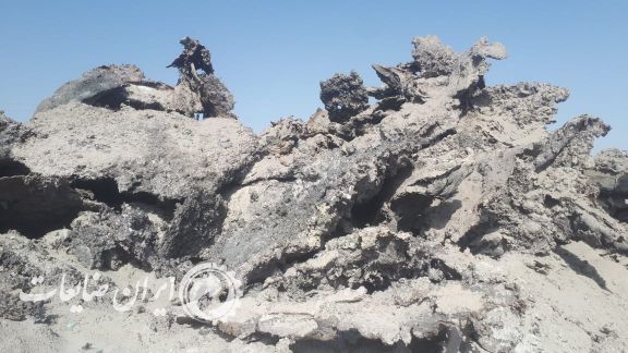 فروش خرسک درجه یک و عالی