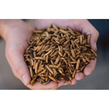 تخم و لارو مگس سرباز سیاه