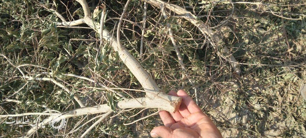 فروش ضایعات چوب