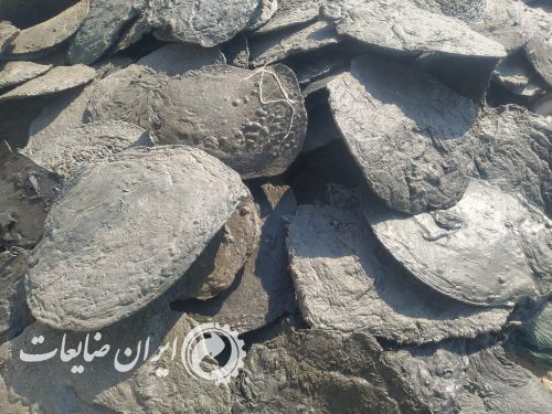 قلمبه طناب پ پ